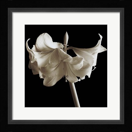 Framed Amaryllis Print