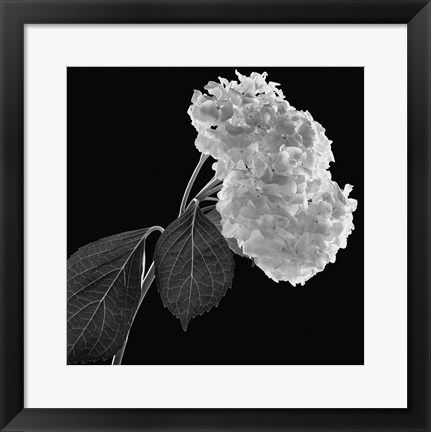 Framed Hydrangea Print