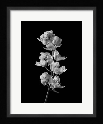 Framed Orchids 2 Print