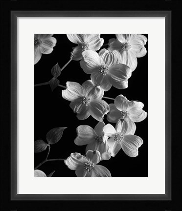Framed Dogwood 2 Print
