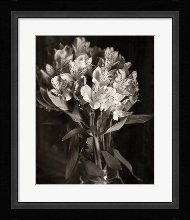 Framed Alstroemeria Print