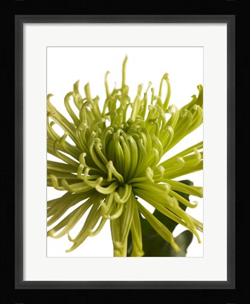 Framed Green Chrysanthemum 1 Print