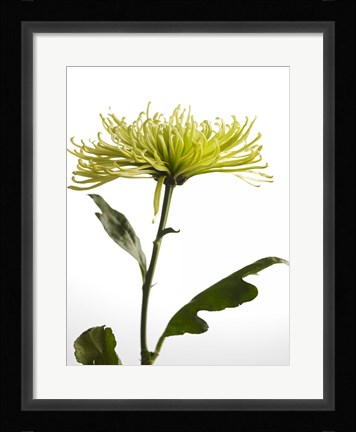 Framed Green Chrysanthemum 2 Print