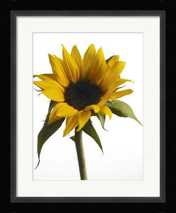 Framed Sunflower 2 Print