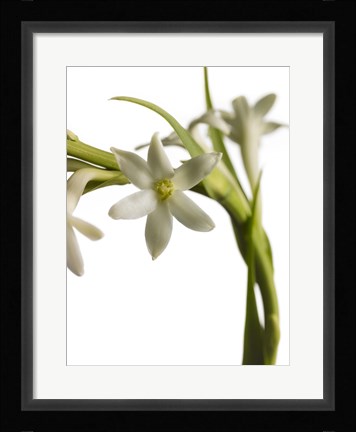 Framed White Flower 2 Print