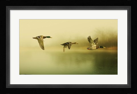 Framed Ducks Flying Print