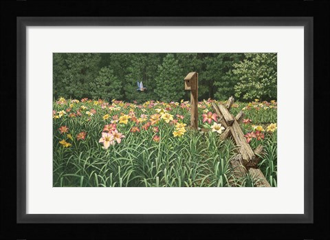 Framed Daylily Days Print