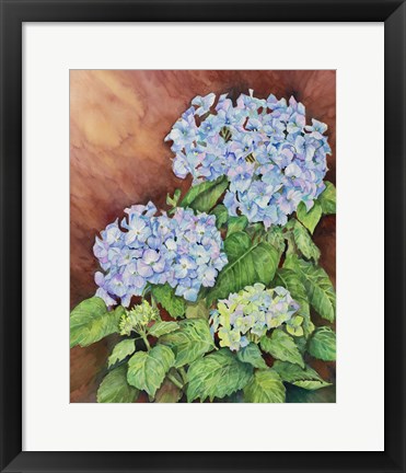 Framed Blue Hydrangeas Print