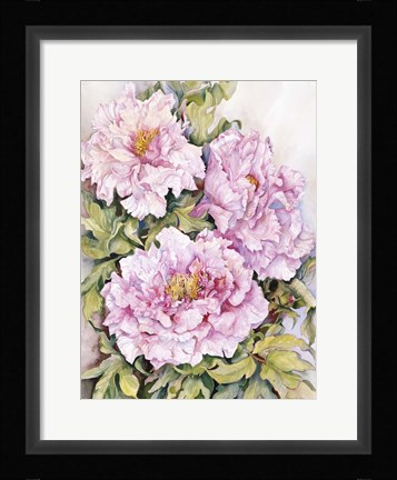 Framed Peonies 2 Print