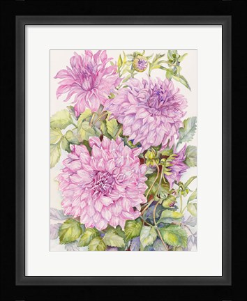Framed Lavender Dahlias Print