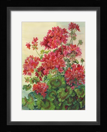 Framed Geraniums Print