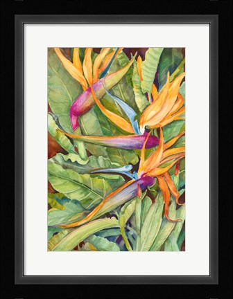 Framed Birds Of Paradise Print