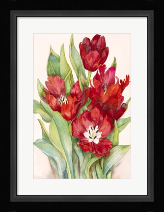Framed Tulips Opening Up Print