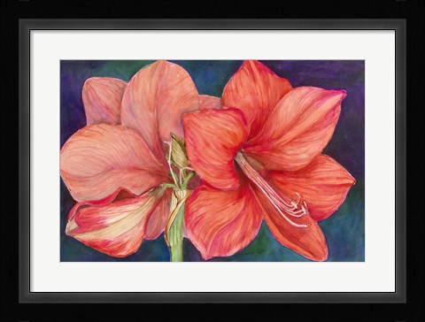 Framed Amaryllis Blooms Print