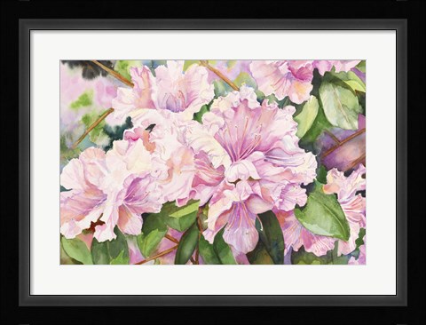 Framed Sun Lit Azalea Print