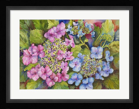 Framed Lacy Hydrangea Print