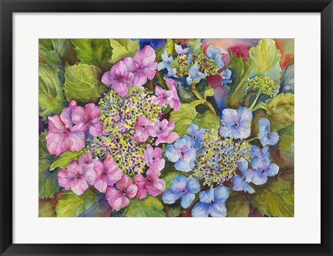 Framed Lacy Hydrangea Print