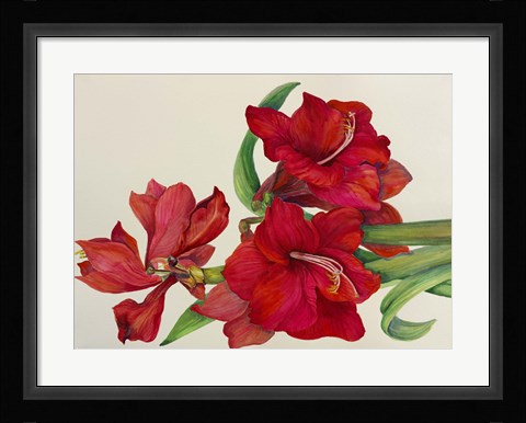 Framed Amaryllis Standing Tall Print