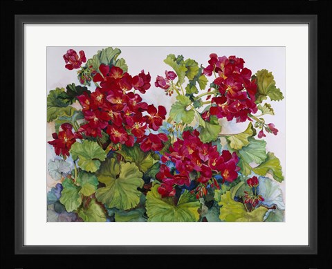 Framed Deep Red Geraniums Print