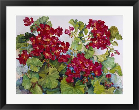 Framed Deep Red Geraniums Print