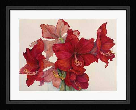 Framed Holiday Amaryllis Print