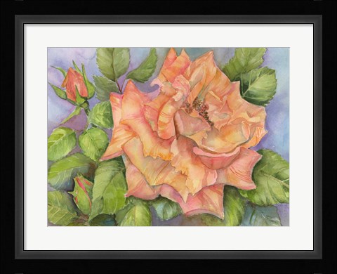 Framed Peach Blush Rose Print