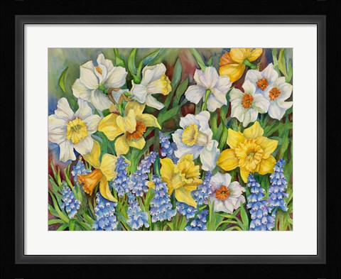 Framed Daffodils And Grape Hyacinths Print