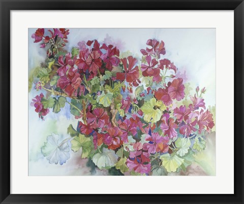 Framed Geraniums Reaching For The Sky Print