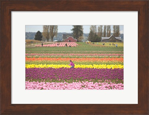 Framed Tulip Farm, Washington Print