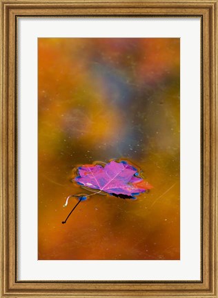 Framed Quebec Autumn Leaf on Pond Print