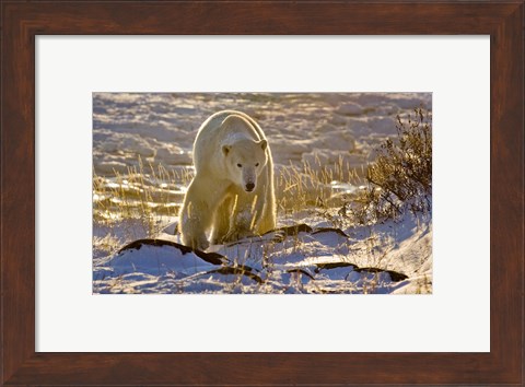 Framed Churchchill Polar Bear Print