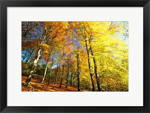Framed Autumn Leaves of Trees Print