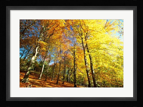 Framed Autumn Leaves of Trees Print