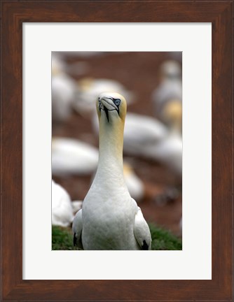 Framed Northern Gannet bird Print
