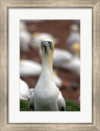 Framed Northern Gannet bird Print
