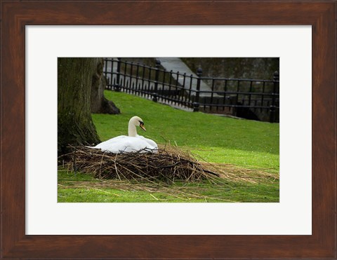 Framed Belgium, Nesting Swans Print