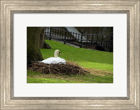 Framed Belgium, Nesting Swans Print