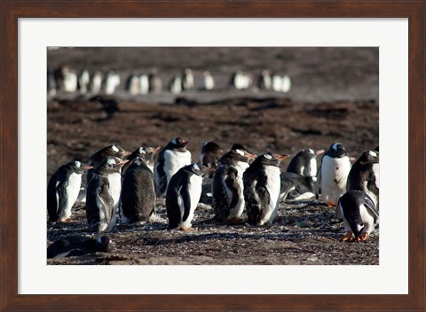 Framed Falklands, Saunders Island, Print