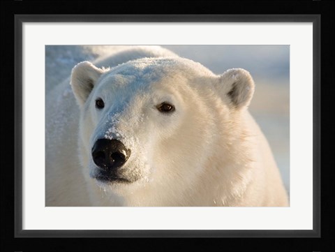 Framed Canada, Manitoba, Hudson Bay, Churchill Polar bear Print