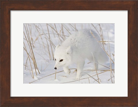 Framed Churchill Arctic Fox Print