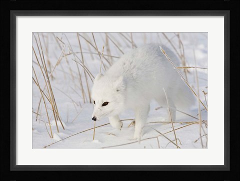 Framed Churchill Arctic Fox Print