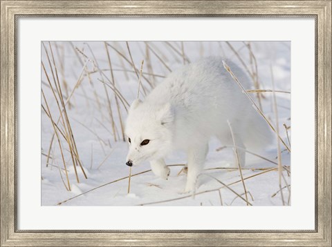 Framed Churchill Arctic Fox Print