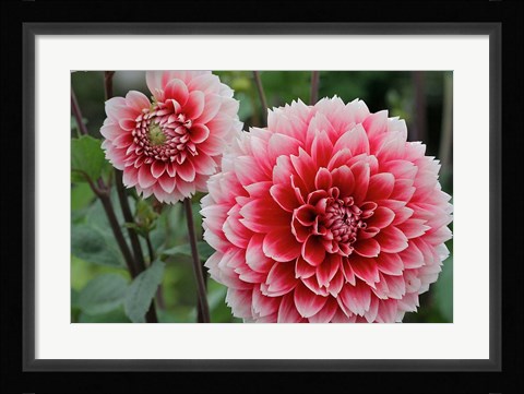Framed St Andrews Dahlia Flowers Print