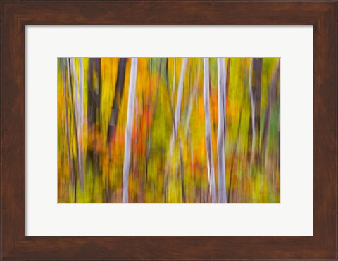 Framed Autumn Colors in Forest Print