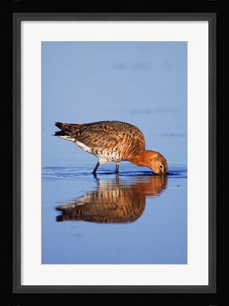 Framed Black-Tailed Godwit Bird Print