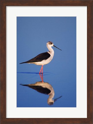 Framed Black-Winged Stilt Bird Print