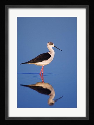 Framed Black-Winged Stilt Bird Print
