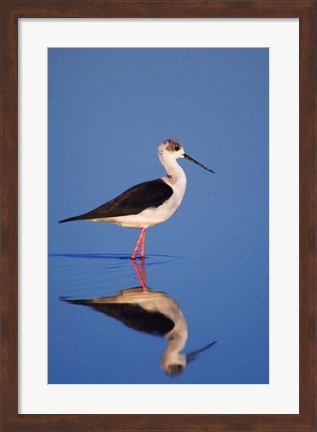 Framed Black-Winged Stilt Bird Print