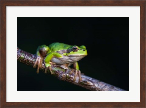 Framed Tree Frog in Lake Neusiedl Print