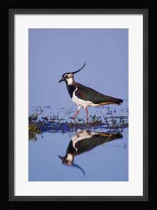 Framed Northern Lapwing Butterfly Print